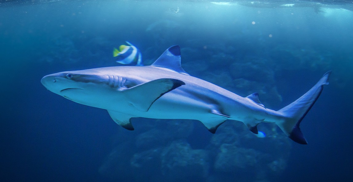 类肝素钠1148x593.jpg